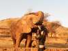 Kelly-Anne Blanchard - elephant feeding time!